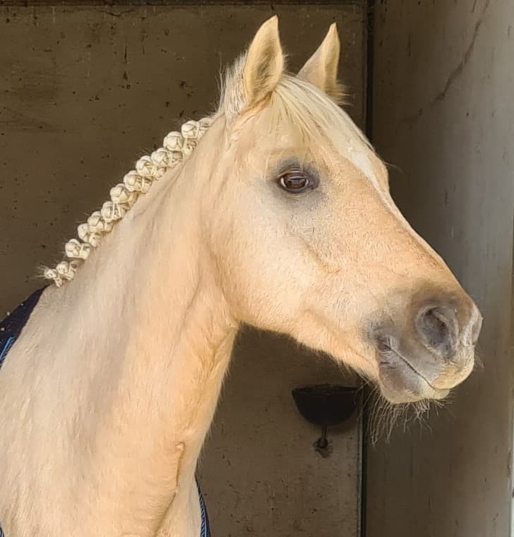 Cavalière avec son cheval sur la plage